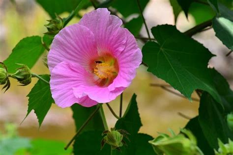 植物:b_rt8hmfh8s= 芙蓉|木芙蓉（锦葵科木槿属植物）